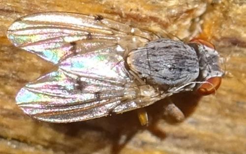 Odinia meijerei
